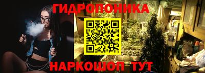 шишки Новодвинск