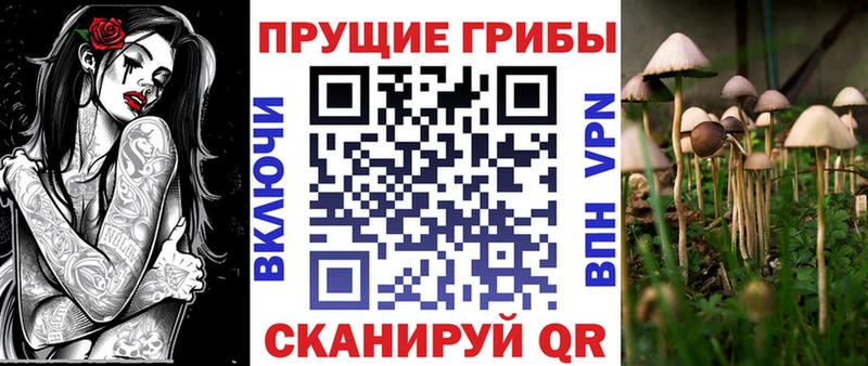 где продают наркотики Протвино Псилоцибиновые грибы Cubensis